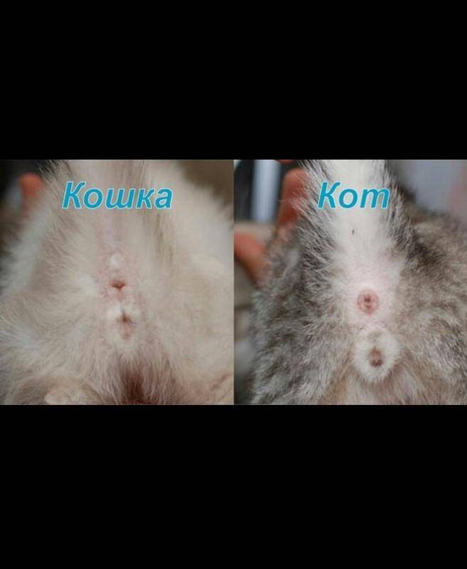 Кот или кошка – кого лучше и кого выбрать - 4 лапки