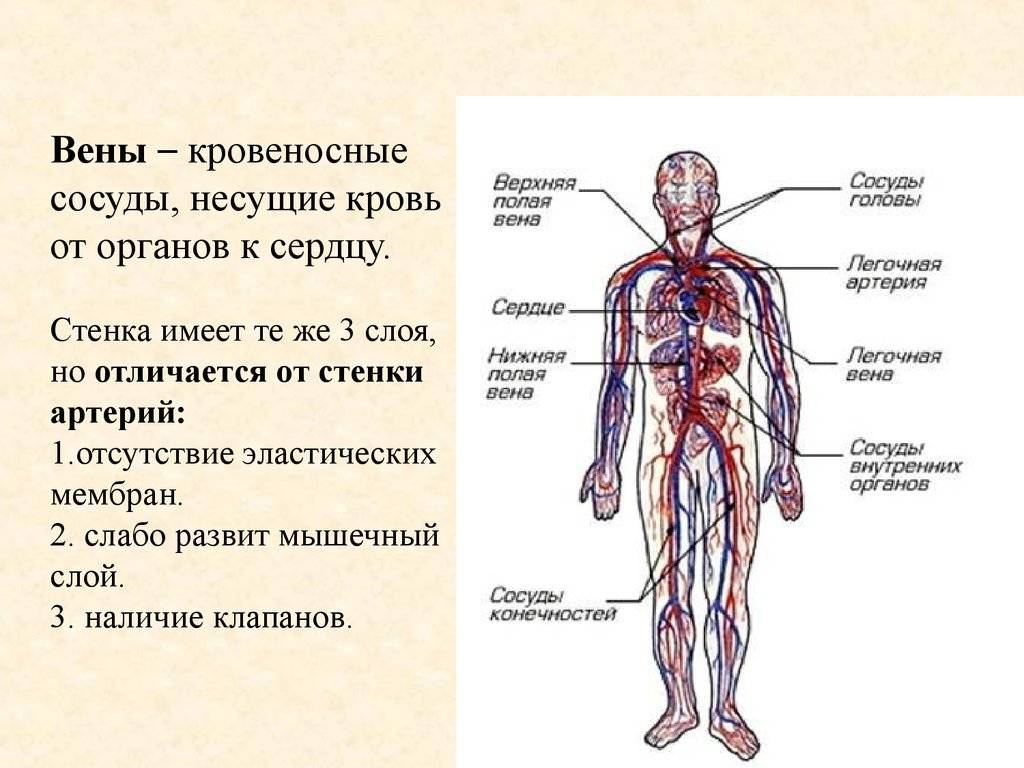 Вены и сосуды это одно и тоже. Сосудистая система человека анатомия вены и артерии. Кровеносная система сосуды артерии вены. Кровеносные сосуды человека схема артерии вены. Артерии это сосуды несущие кровь.