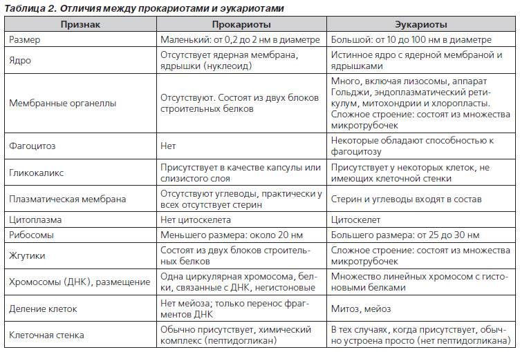 Эукариоты на сайте игоря гаршина. протисты