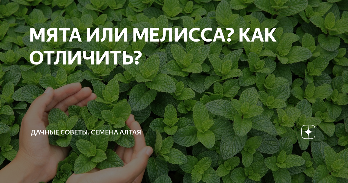 Мелисса и мята — в чем разница