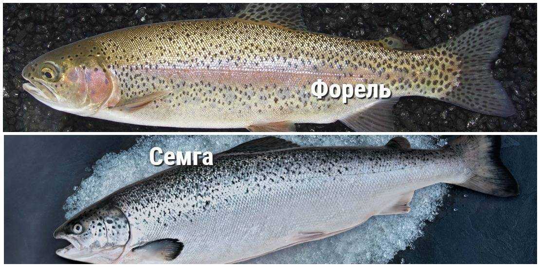 Лосось и семга — чем отличаются эти рыбы? | в чем разница