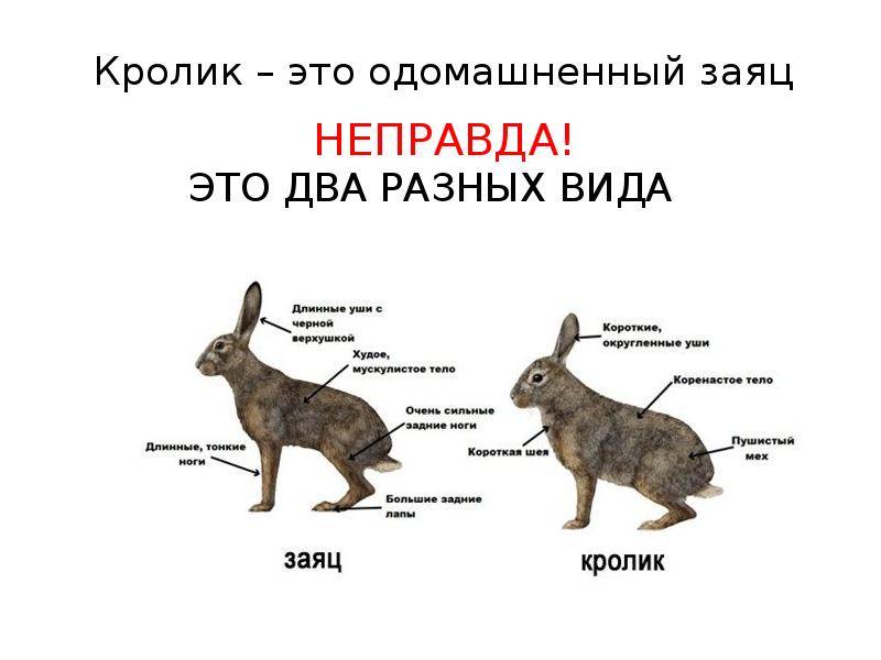 Чем отличается кролик от зайца и в чем они схожи - характеристика