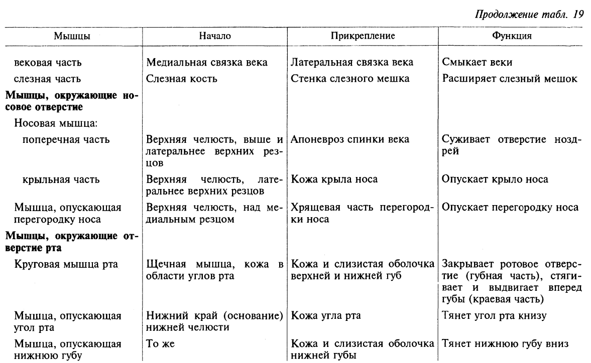 17. мимические и жевательные мышцы головы
