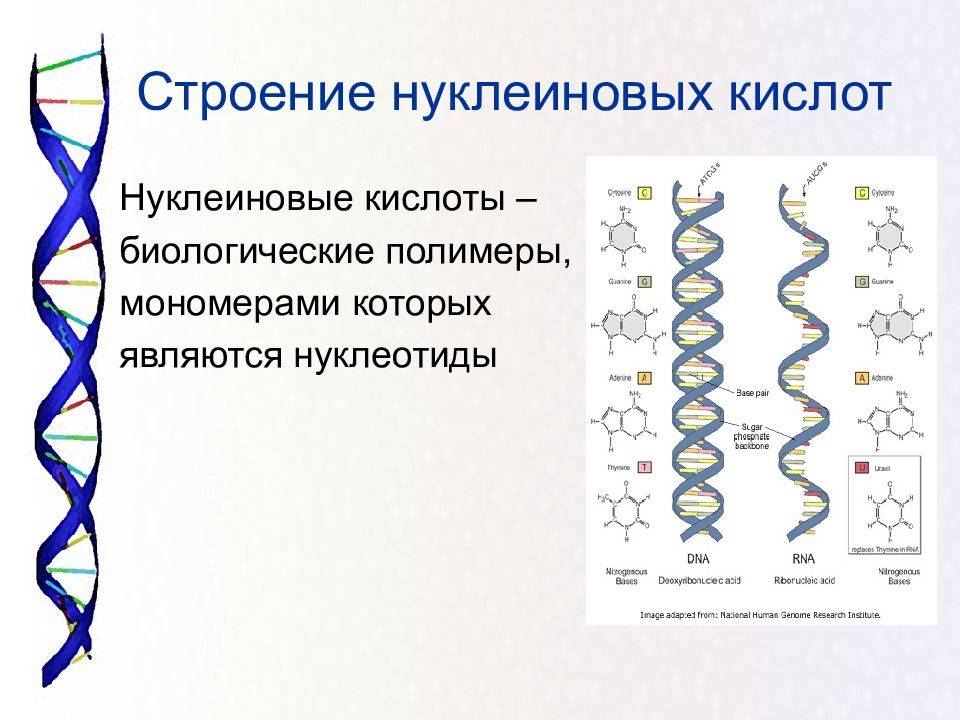 Сходства белков и нуклеиновых кислот: основные характеристики и важность для организма