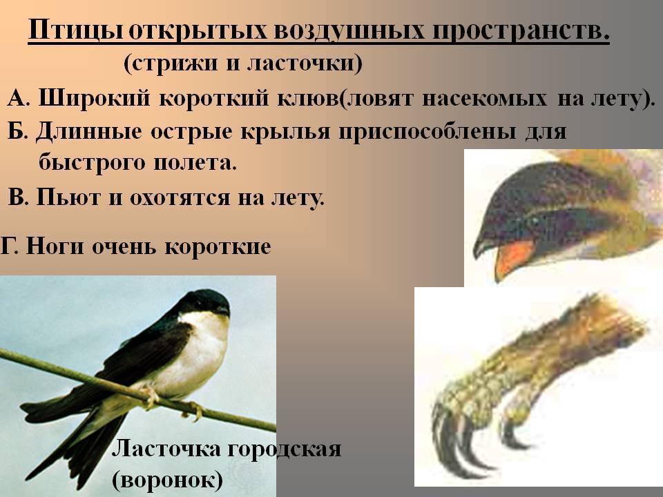 Похожества и различия между ласточками и стрижами