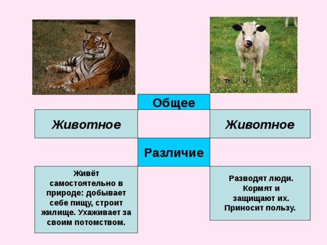 Чем звери отличаются от других животных 3 класс? - quepaw