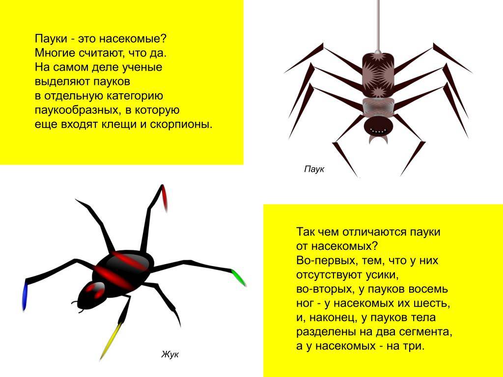 Кто не относится к насекомым. разница между пауками и насекомыми