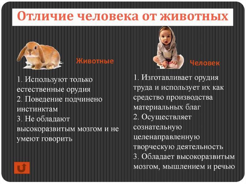 Разница между насекомыми и насекомыми - разница между - 2024