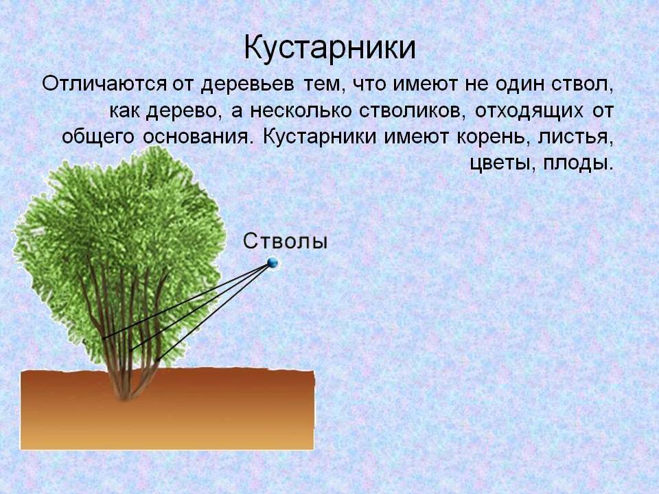 Жизненные формы растений