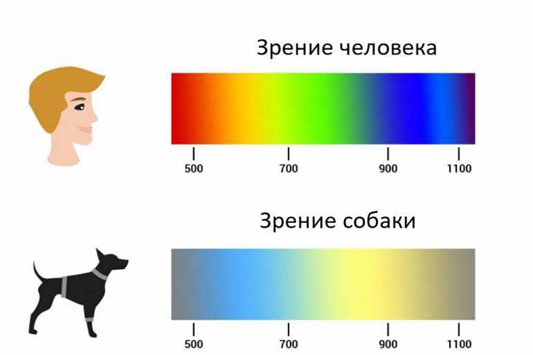 Как видят собаким мир и какие цвета различают