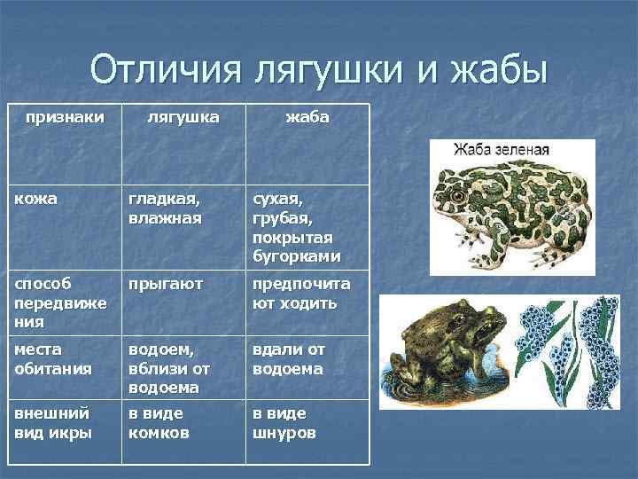 Лягушка и жаба: это земноводные или пресмыкающиеся, описание классов животных, отличия амфибий и рептилий