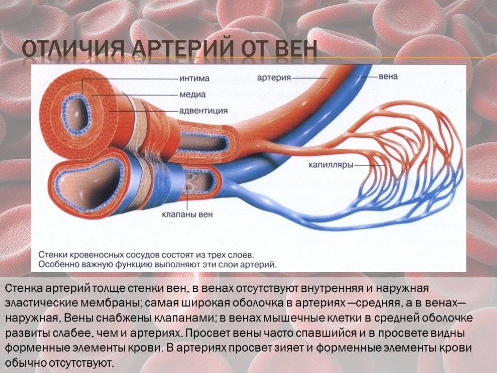 В легких имеются разветвления кровеносных сосудов. Отличие вен от артерий анатомия. Различия строения стенки вен и артерии.