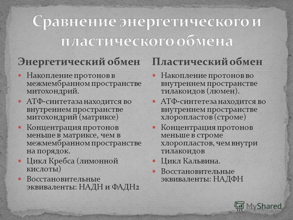 Пластический и энергетический обмен, биология - я биолог