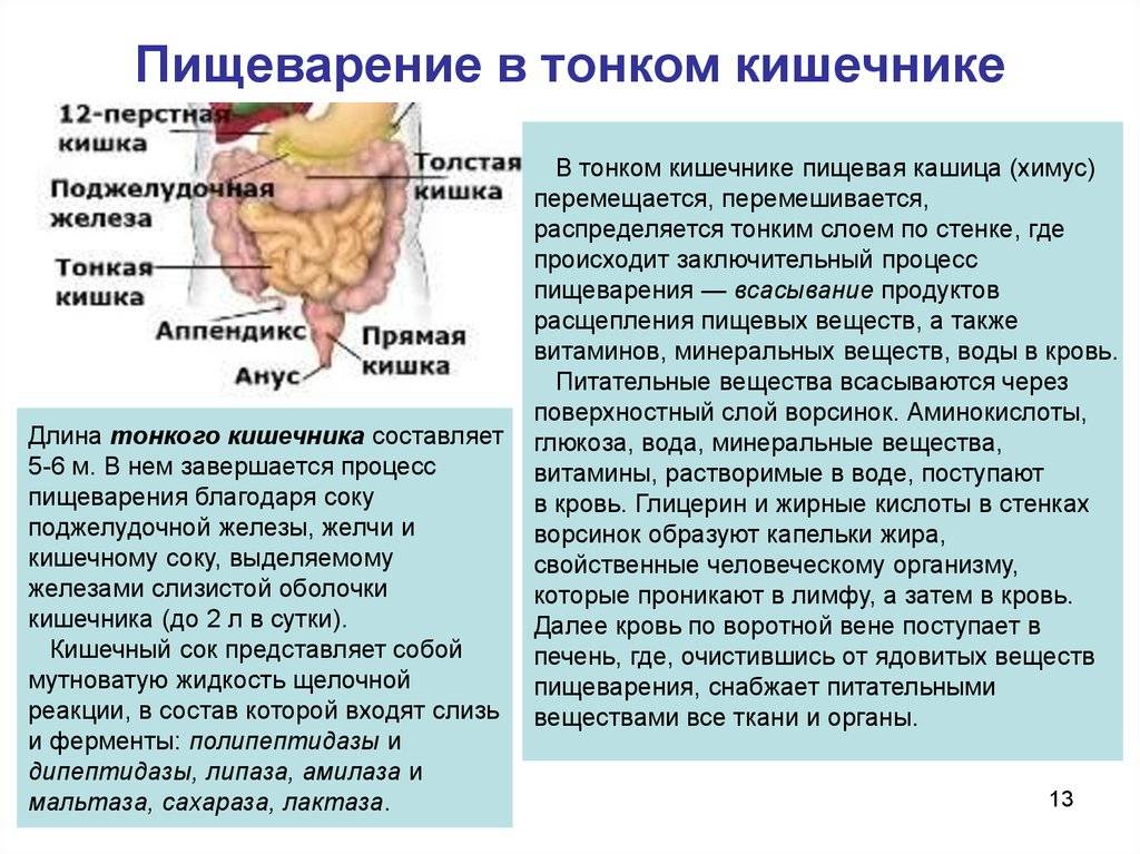 Строение кишечника человека