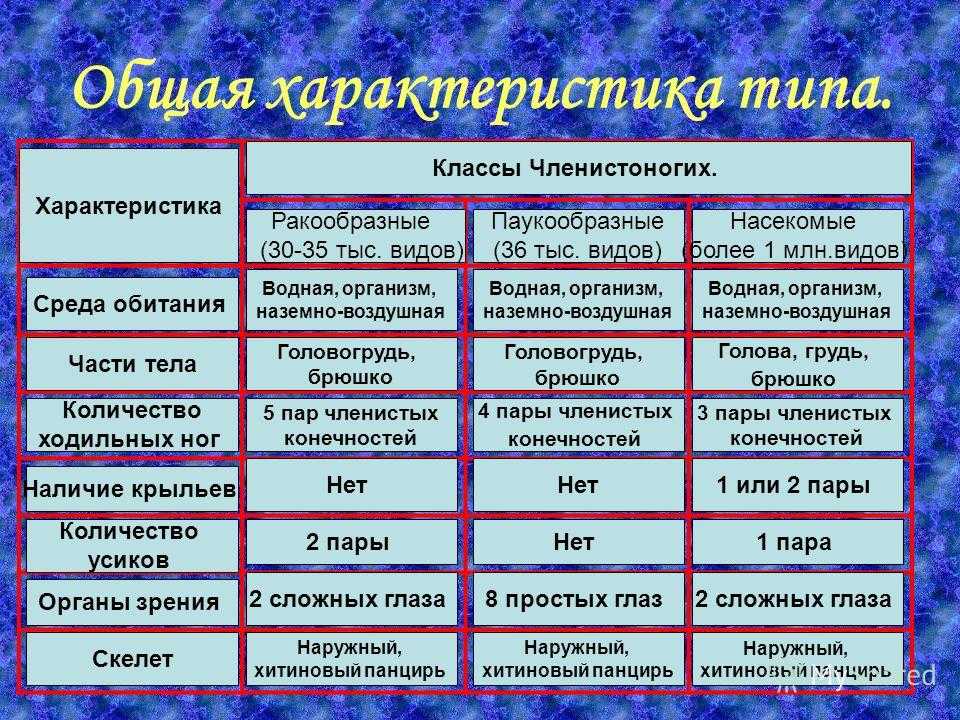 Пауки это не насекомые и вот почему