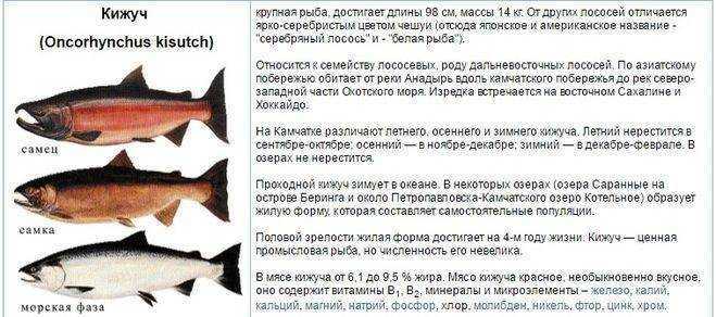 Кета или горбуша: что лучше, полезнее и вкуснее