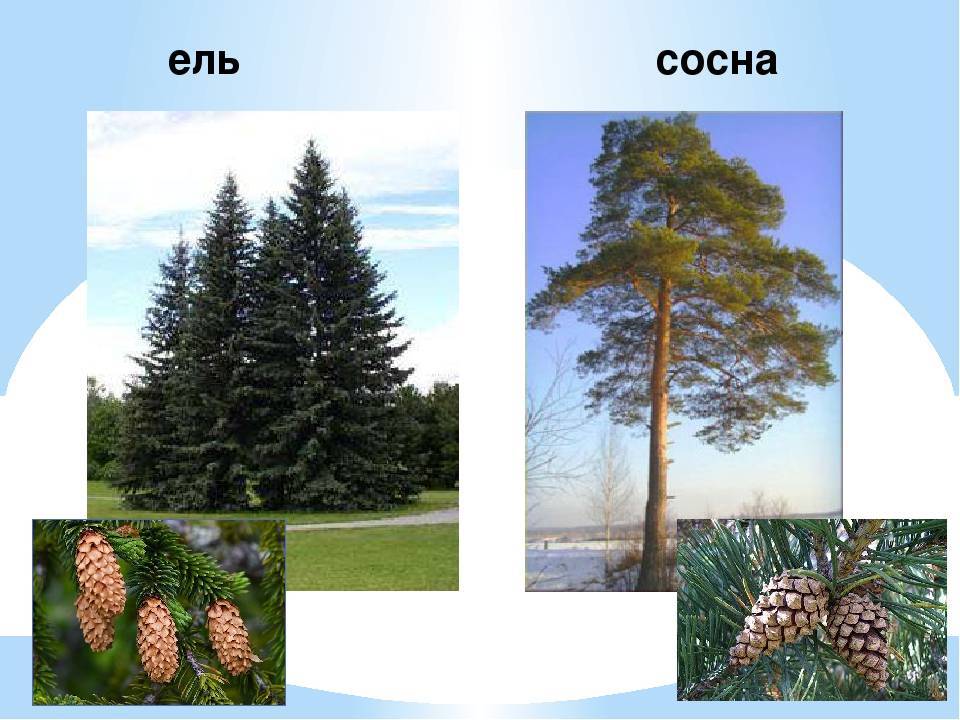 Отличия ели и сосны. по каким признакам отличается ель от сосны? в чем между ними отличия? в каких условиях они растут и как размножаются? как отличить по корневой системе и форме кроны?