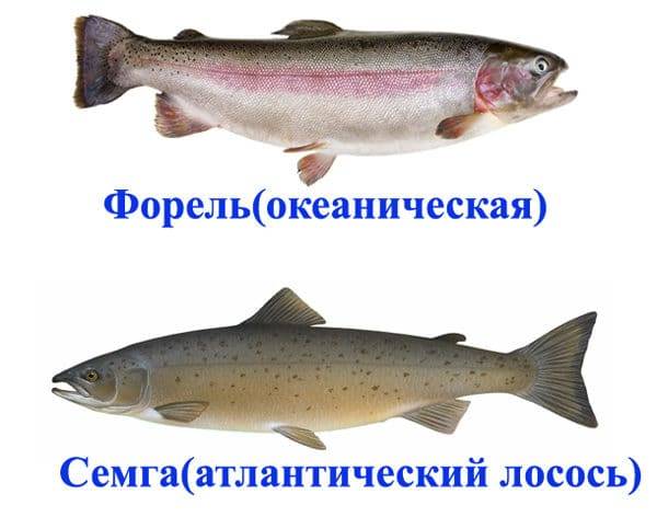 Что лучше и полезнее кета или горбуша?