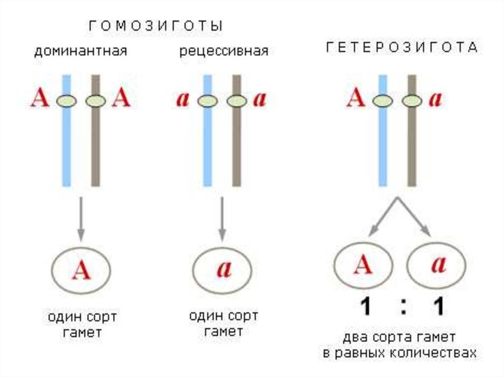 Напишите пример генотипа организма гетерозиготного организма Презентация "Законы Г. Менделя. Анализирующее скрещивание"