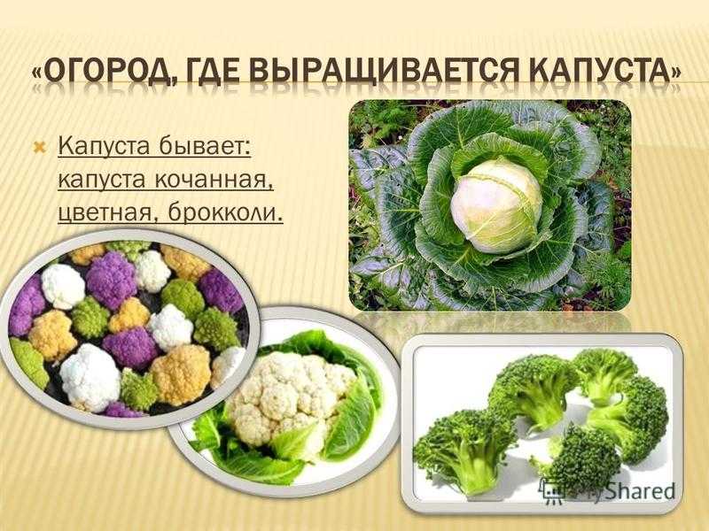 Брокколи