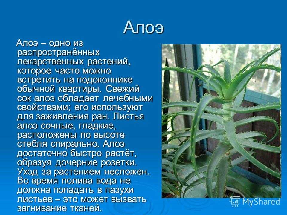 Отличие алоэ вера от столетника - древовидного (обычного): одно ли это и то же, какова разница между лечебными свойствами растений и что лучше, как выглядят на фото?