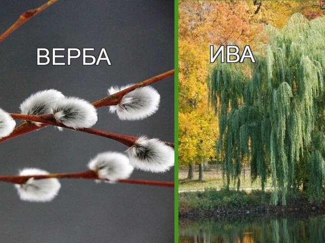 Верба настоящая: как отличить ее от ивы и прочих кустарников