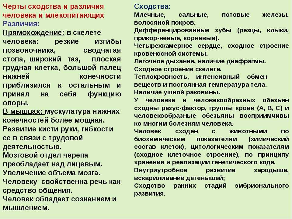 Чем млекопитающие отличаются от других животных? млекопитающие