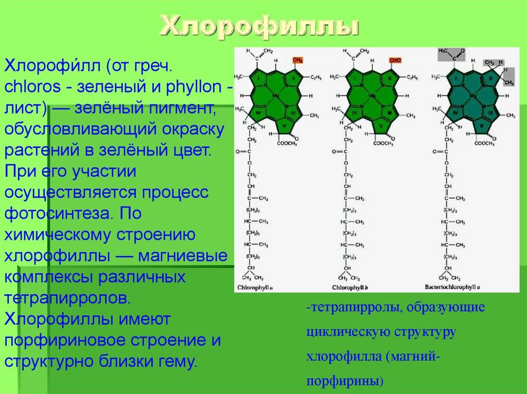 Какую роль выполняет хлорофилл в фотосинтезе