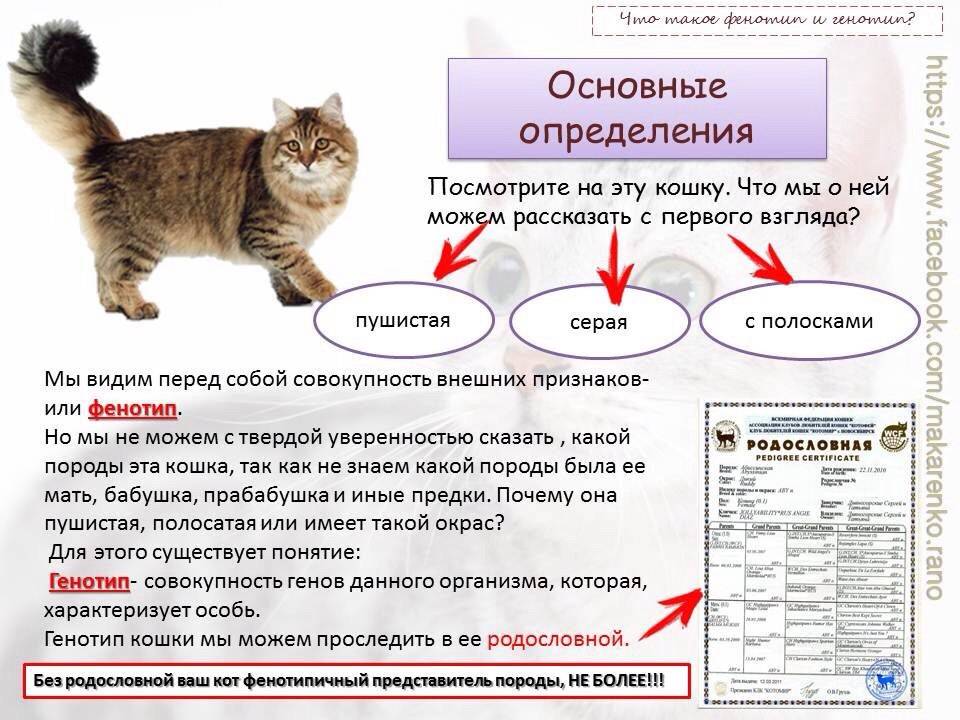 Как кошки видят наш мир, в каких цветах, почему кошки видят в темноте