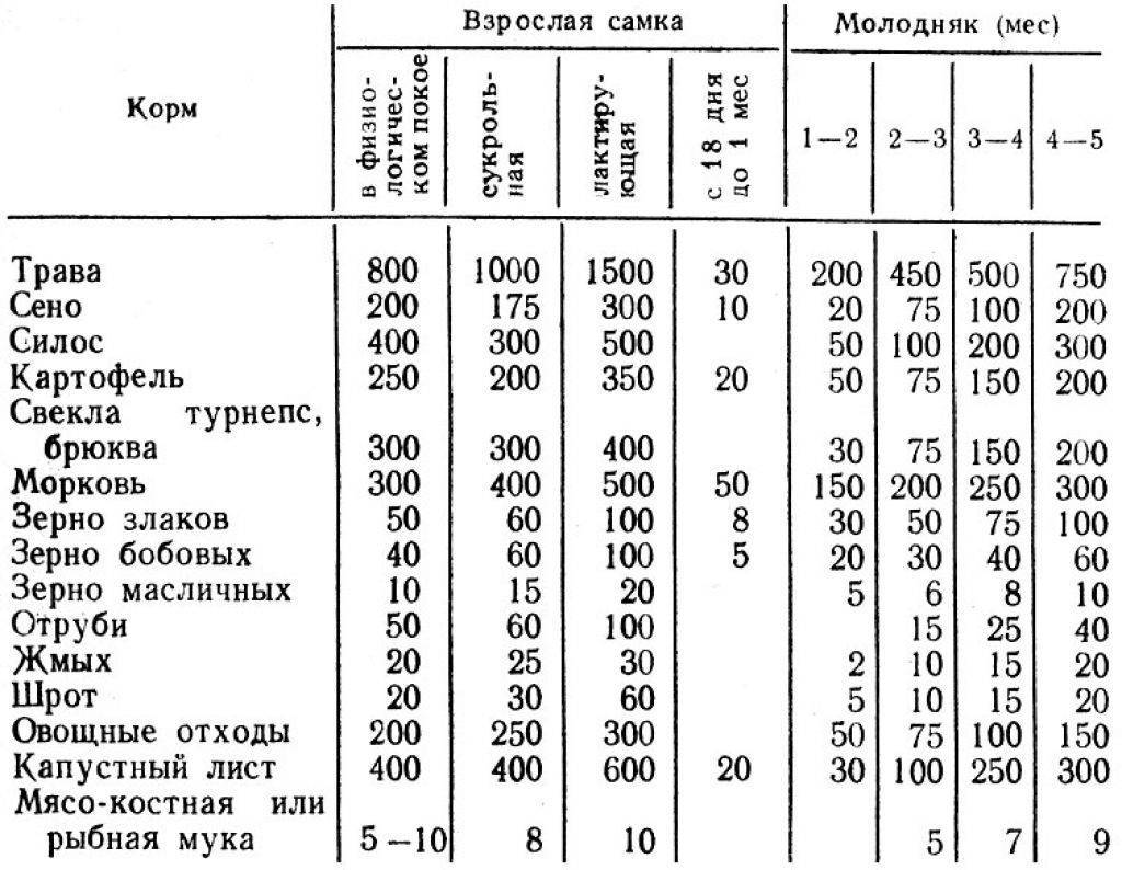 Питание кроликов: какие продукты должны быть в рационе животных