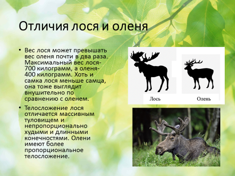 Лось и олень родственники. разница между лосем и оленем - управление образования гомельского горисполкома