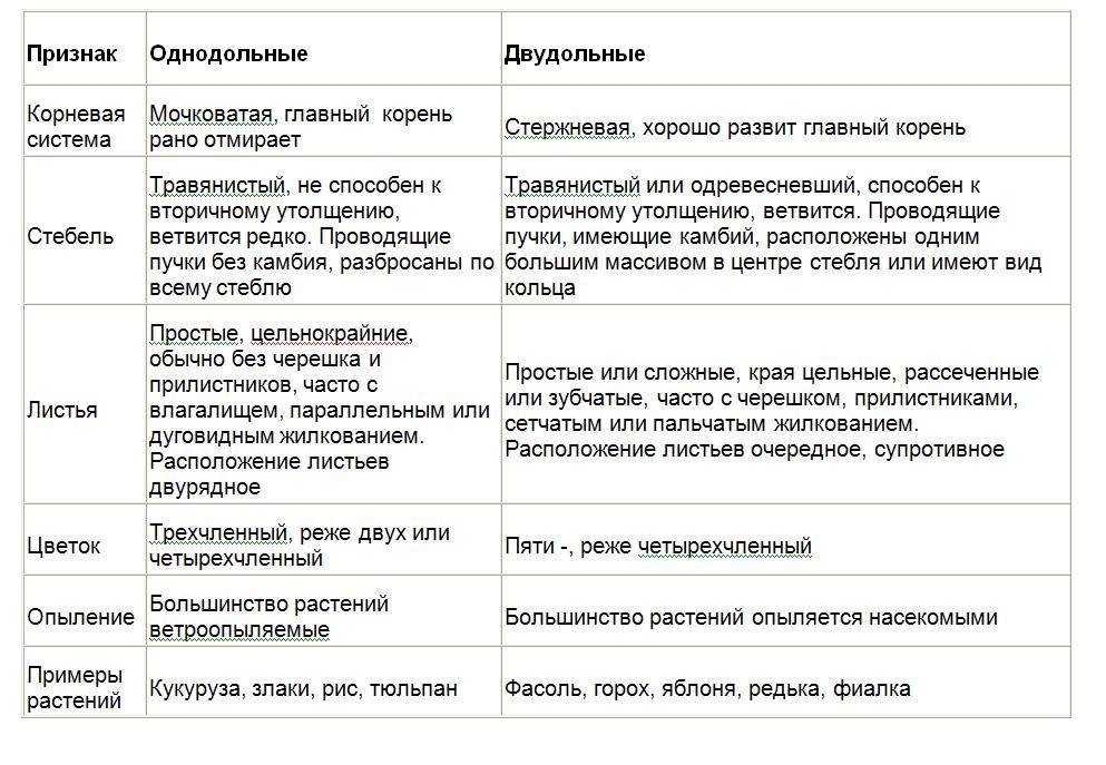 Однодольные и двудольные растения - признаки, сравнение и отличие классов — природа мира