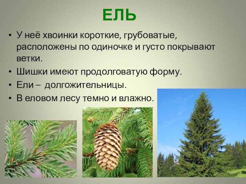 Ель и сосна — чем они отличаются друг от друга