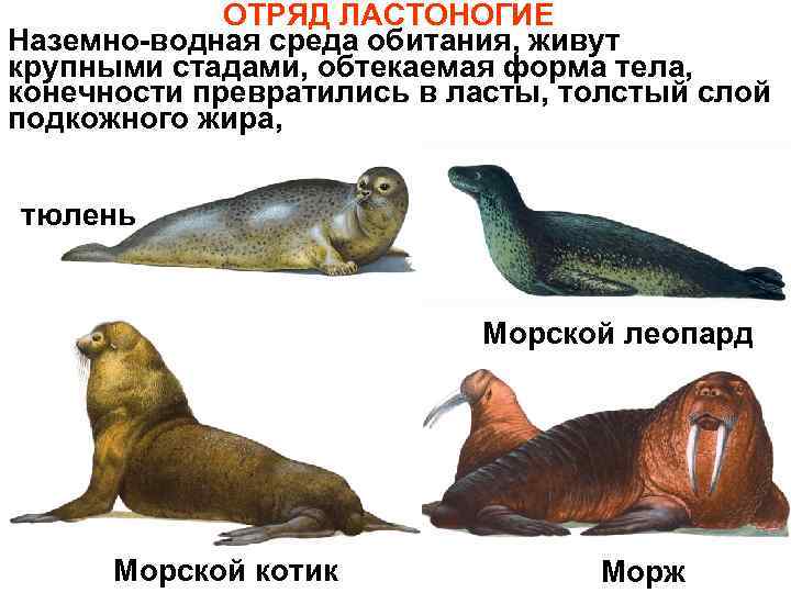 Тюлени и морские котики разница