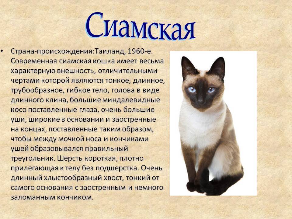 Отличия сиамской кошки от тайской
