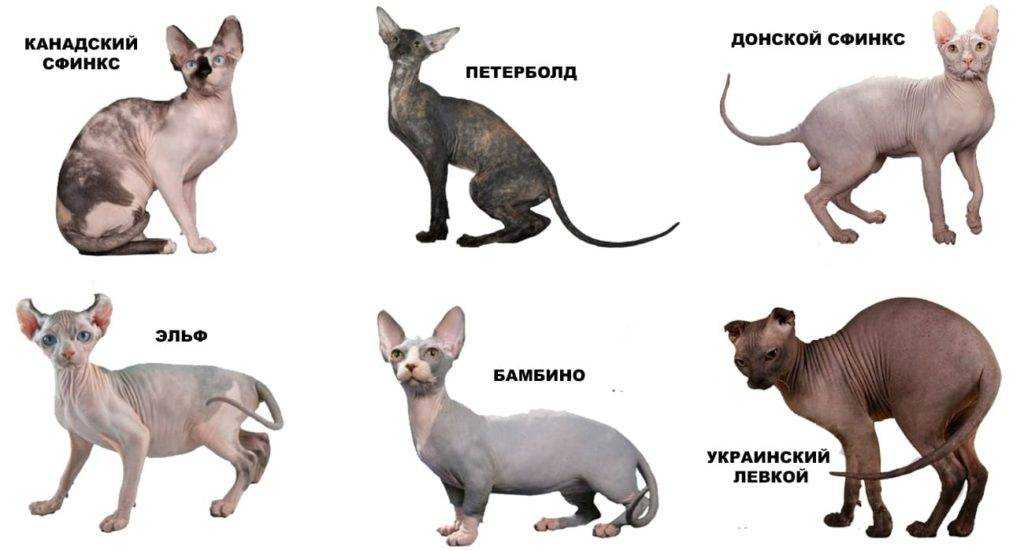Сфинксы: особенности «инопланетных» кошек — domovod.guru