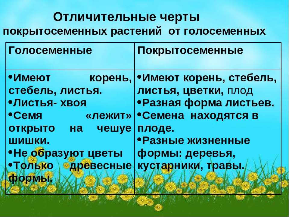 Особенности и многообразие класса голосеменных растений