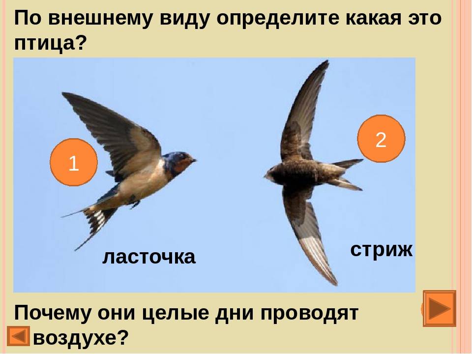 Сходство ласточек и стрижей – сравнение, в чем сходство и чем похожи (2 класс)