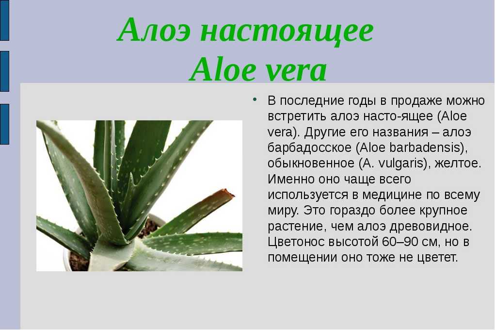 Отличия алоэ "столетник" от алоэ вера