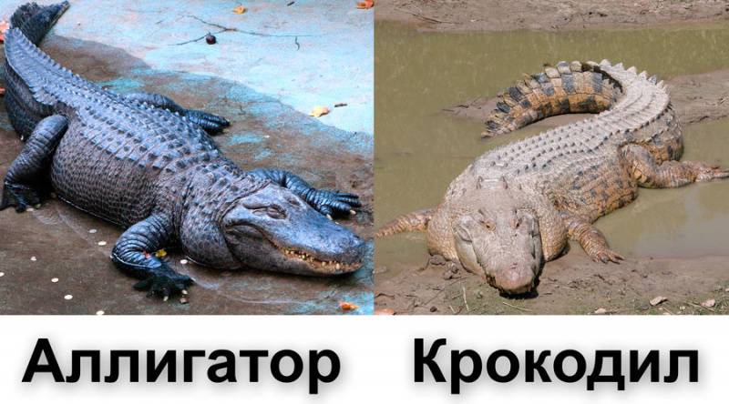 Чем отличается кайман от крокодила: особенности и отличия. крокодиловый кайман (caiman crocodiles ) что такое кайман в рио - зоомир