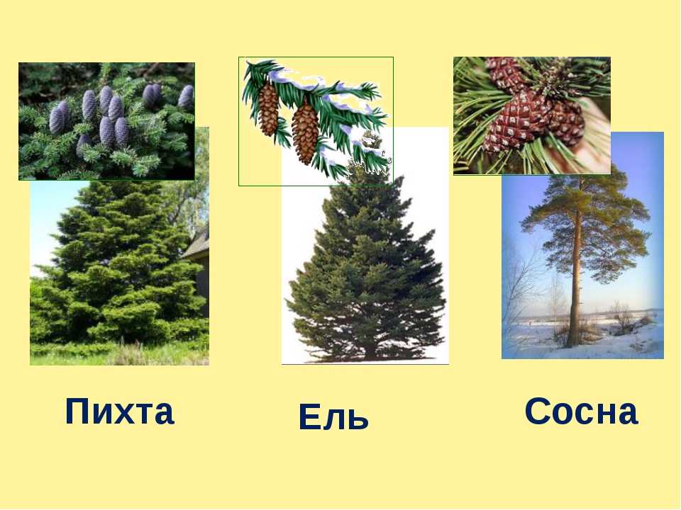 Чем отличается ель от сосны: общие признаки, различия, что лучше, фото
