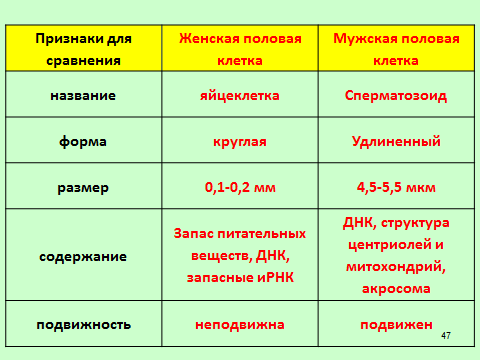 Что такое гамета и зигота: особенности строения. зигота: это новая жизнь или всего лишь клетка