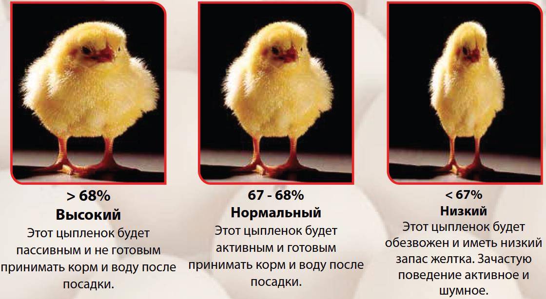 Как отличить цыплят бройлеров от молодняка обычных кур? различия по окрасу, весу, половым признакам