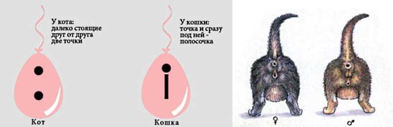 Как определить пол котенка