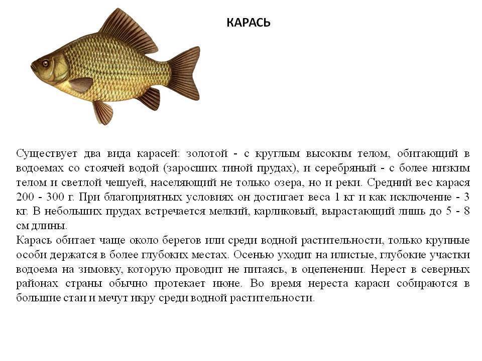 Серебряный и золотой карась: что надо знать о драгоценной рыбке