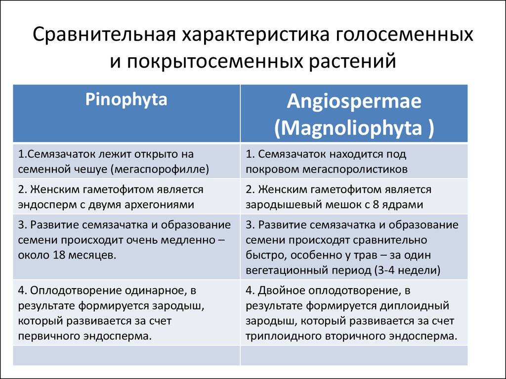Побеги голосеменных и цветковых растений | 5 класс | биология