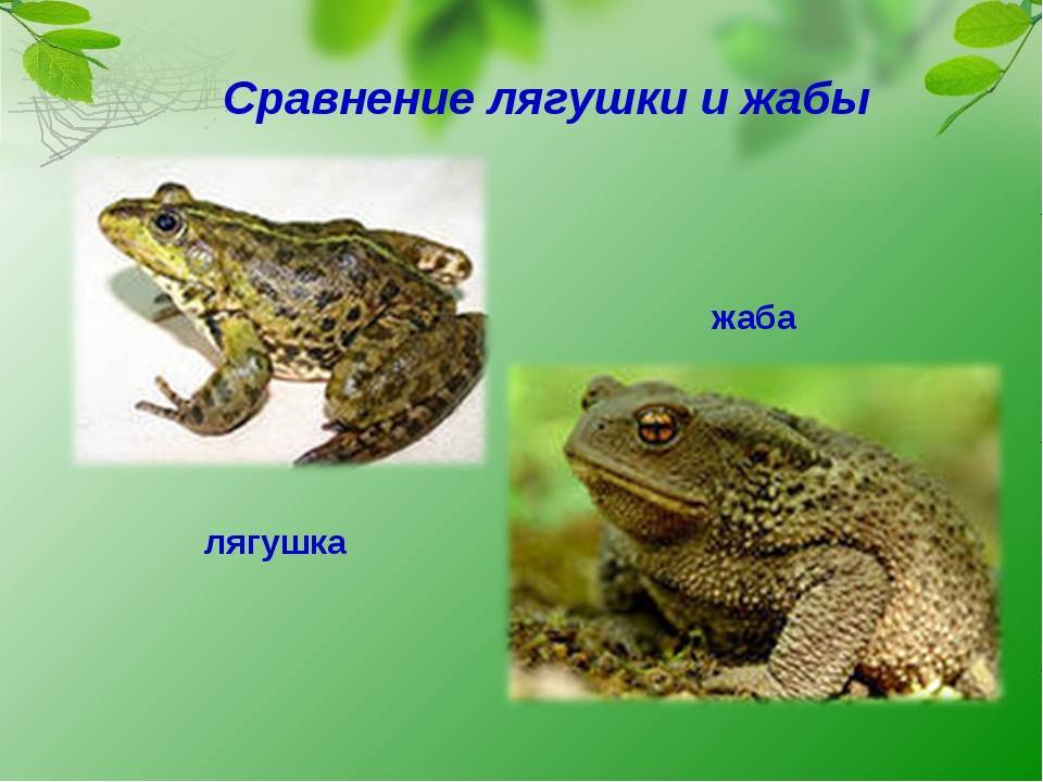 Лягушки и жабы интересные факты
