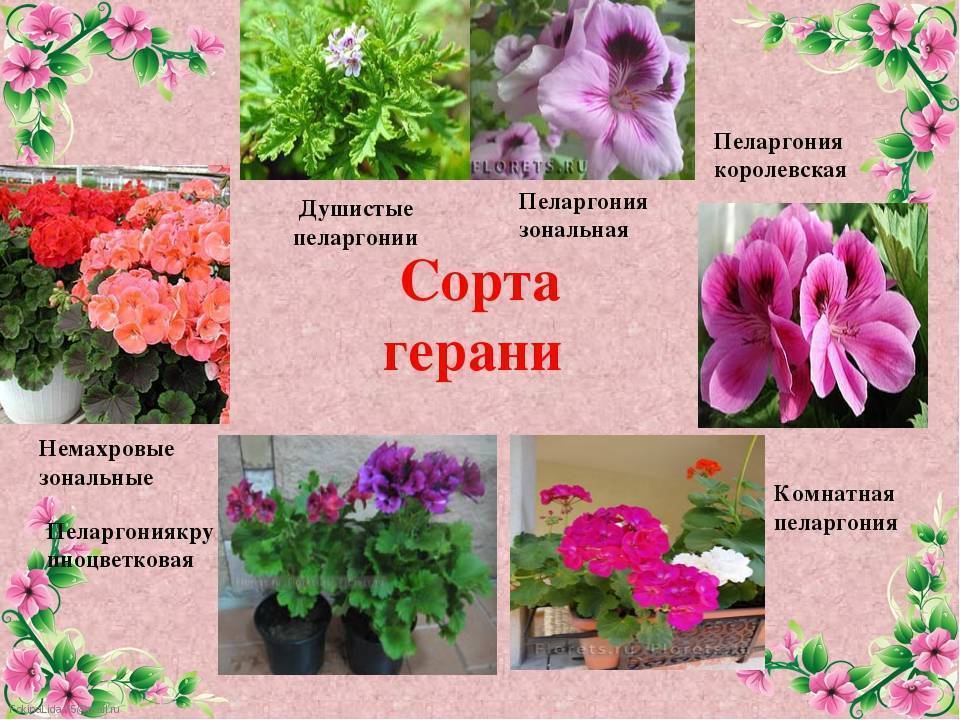 Пеларгония и герань: разница в биологических видах