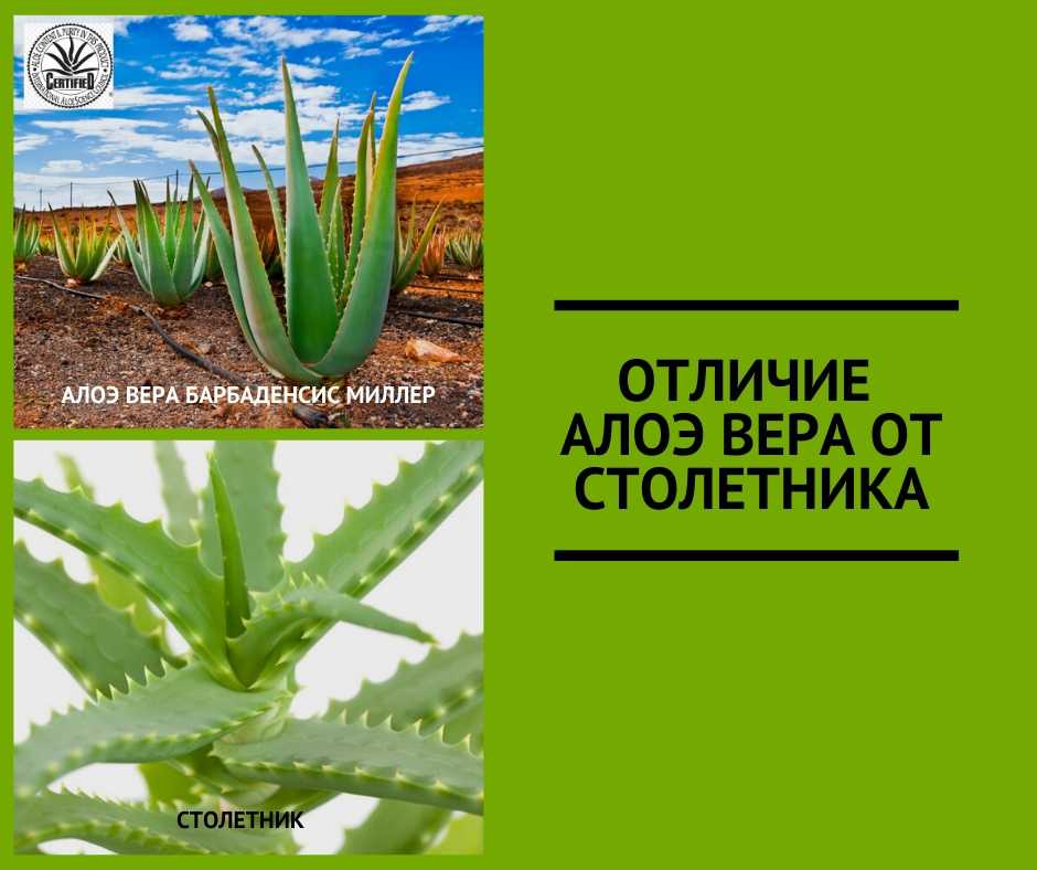 Алоэ и столетник: основные отличия