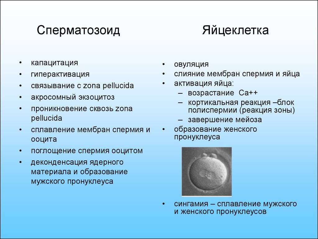 4 типа половых клеток